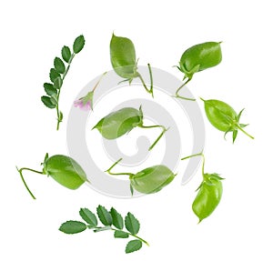 Green chickpeas in the pod with green leaves and flower, isolated on white background. Cicer arietinum. Clipping path