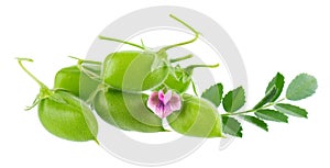 Green chickpeas in the pod with green leaves and flowers, isolated on white background. Cicer arietinum. Clipping path.