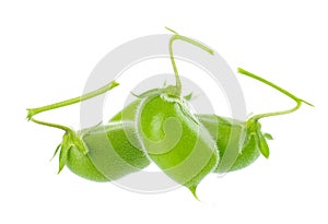 Green chickpeas in the pod, isolated on white background. Cicer arietinum. Clipping path.