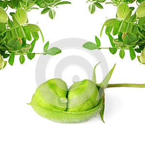 Zelený cícer v struk rastlina na čistý biely 