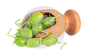Green chickpeas in wooden spoon, isolated on white background. Chickpeas in the pods. Cicer arietinum. Clipping path.