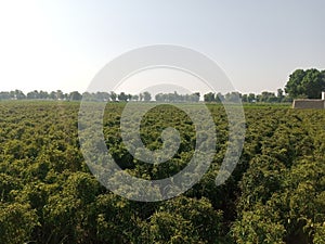 Green chili farming in Pakistan. Green chili plants. Green chili Fields.