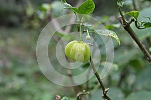 A green chili fruit hangs on a hottest variety\'s chili plant with a flower bud