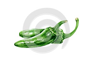 Green chili jalapeno peppers watercolor illustration. Hot spicy vegetable capsicum annuum. Fresh whole chili pepper ingredient.