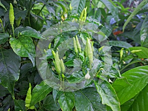 Green chili mirchi around the leaf in garden