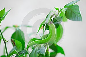 Green chili pepper on a branch