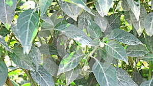 Green chili pepper in the garden, Da Lat city, Lam province, Vietnam
