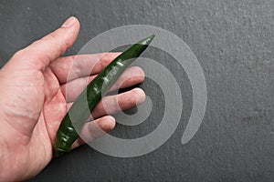 Green chili pepper in hand