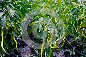 Green chili pepper plantation with drip irrigation system, selective focus. Fresh farm plantation. Healthy food background.