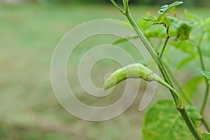 Green chili peppers on the tree in garden.