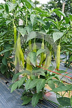 Green chili plant