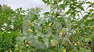 Green chili plants which are useful for making hot chili sauce