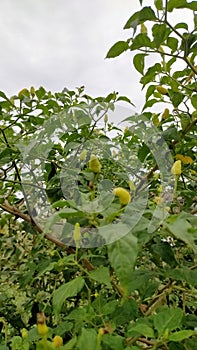 green chili tree which is useful for making hot chili sauce