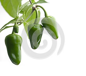 Green chilies photo