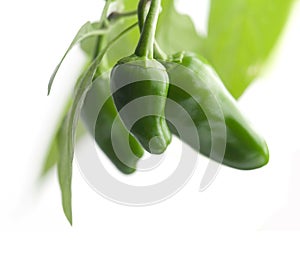 Green chilies photo