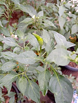 Green chilies bear fruit in the rainy season
