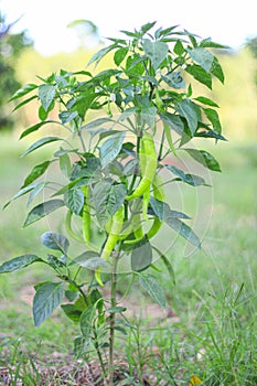 Green chilies growing in a vegetable garden. Ready for harvest