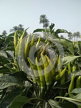 Green chilli crop, Chilli crop stock footage