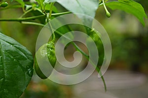Green chilli macro photography