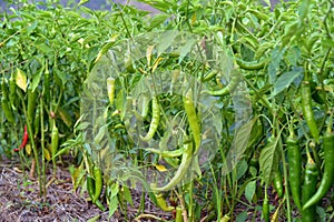 Green chilli peppers on a tree