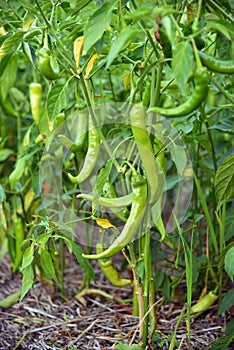 Green chilli peppers on a tree