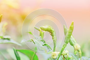 Green chilli plant And drop of water on tree select focus with shallow depth of field