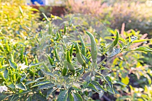 Green chilli tree on sunset day