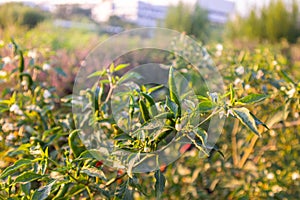 Green chilli tree on sunset day