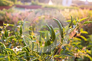 Green chilli tree on sunset day