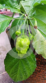 Green chilli or Trinidad Scorpion T