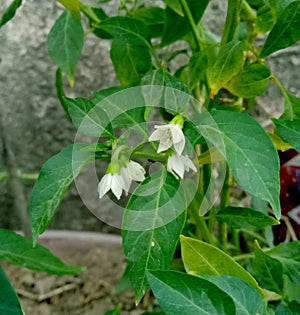 Green chilli white flower  or Capsicum frutescens plant leaves