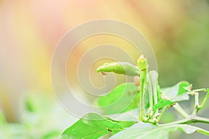 Green chills plant And drop of water on tree select focus with shallow depth of field photo