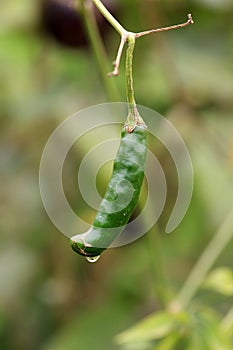 Green chilly