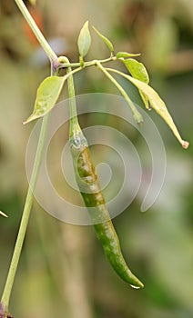 Green chilly