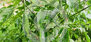 Green Chilly Plant in Garden, Nature Bilaspur Himachal Pradesh