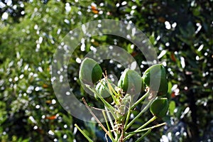 GREEN CHINCHERINCHEE SEEDS ON A STALK IN SUNLIGHT IN A GARDEN