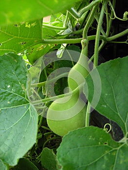 Green Chinese gourd