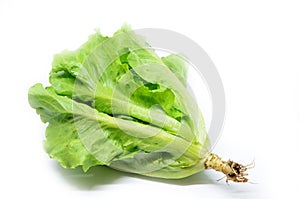 Green Chinese lettuce