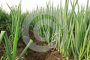 Green Chinese onion crops