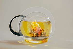 Green Chinese tea flower bud blooming in glass teapot. on white background