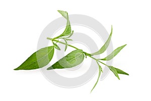 Green Chirayta, king of bitters leaf isolated on awhite background photo