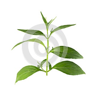 Green Chirayta, king of bitters leaf isolated on awhite background photo