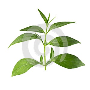 Green Chirayta, king of bitters leaf isolated on awhite background photo