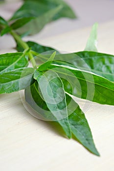 Green Chirayta, king of bitters leaf isolated on wood background photo