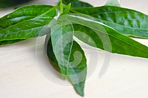 Green Chirayta, king of bitters leaf on wood background photo