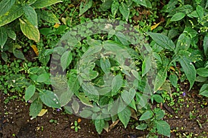 Green chiretta, annual herbaceous plant