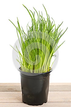 Green chives in a po