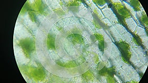 Green chlorophyll, chloroplasts in plant eukaryotic cell structures, magnification in microscope. Close up of leaf