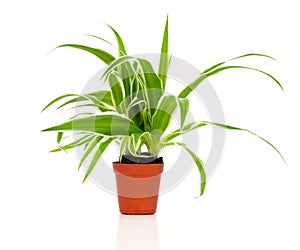 Green Chlorophytum plant