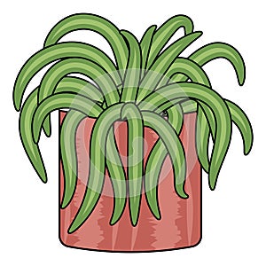 Green chlorophytum plant in the pink pot